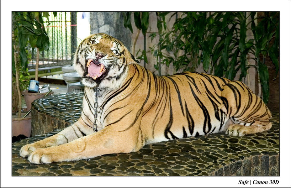 2006 - 08 - Pattaya - Crocodile farm 25